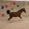 اسب اصیل ایرانی و عربی
