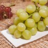 توزیع پد دنا برای بسته بندی انواع میوه صادراتی
