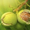 بهترین نهال گردو در سال 1403