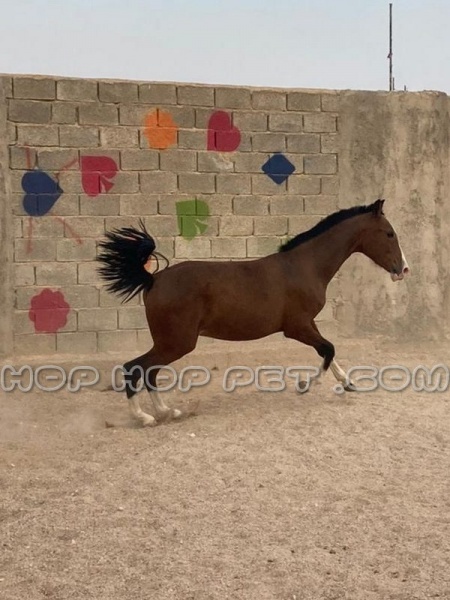 اسب اصیل ایرانی و عربی