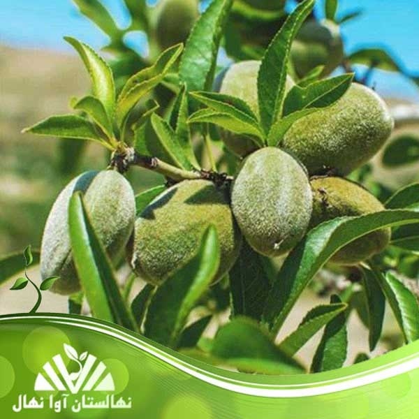 نهال بادام پربار و مقاوم به سرما، مناسب تمام مناطق