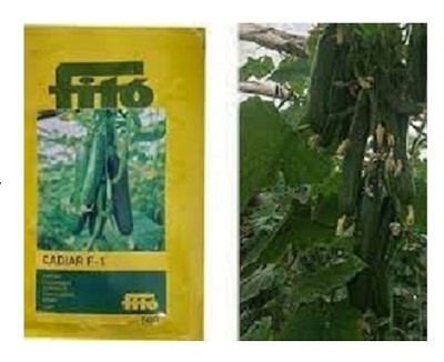 بذر خیار کادیرا