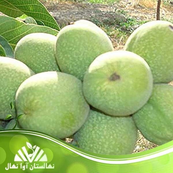 نهال گردو اقتصادی؛ سرمایه‌گذاری مطمئن برای باغداران