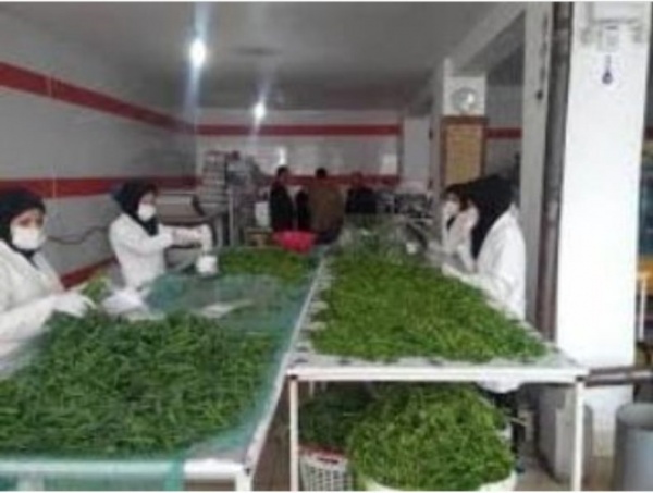 فروش سبزی آماده،سبزی خشک ، سبزی خورشتی،سبزی آش،سبزی دلمه
