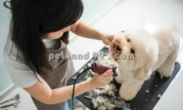 آموزش آرایش سگ
