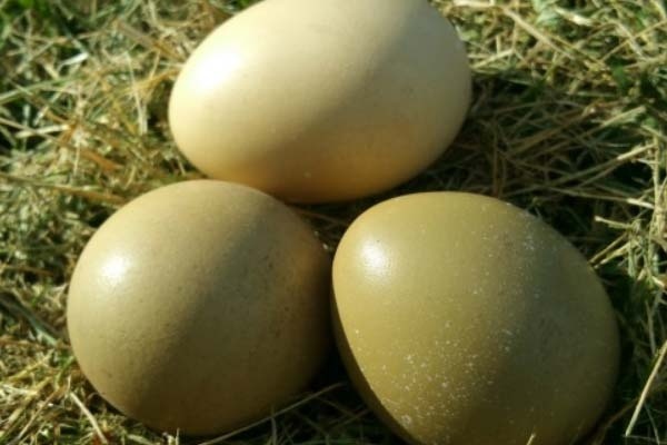 فروش تخم قرقاول در ارومیه