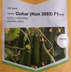 بذر خیار پرگل گوهر Gohar بی اس اف آلمان
