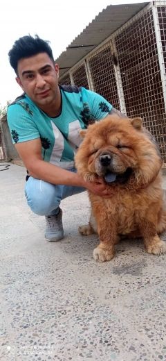 فروش تخصصی سگ چاوچاو سوپر چمپیون خرید سگ چاوچاو