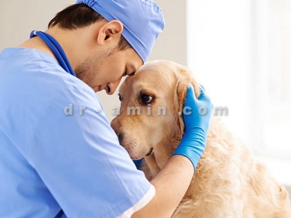 خدمات دامپزشکی و درمانی حیوانات خانگی