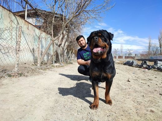 سگ روتوایلر ماده مولد بهترین کیفیت در تهران